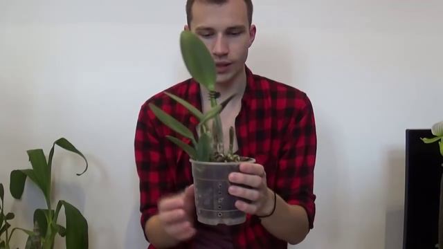 Orchid Show in Budapest + HAUL смотреть онлайн