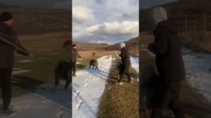 Кавказкие овчарки. Вот красивые и сильные грузины. Один год.