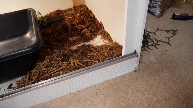 AMAZING SNAKES EATING , Burmese Python , Anaconda , Redtail BOA CONSTRICTOR and MORE смотреть онлайн