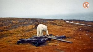 Архипелаг Новая Земля