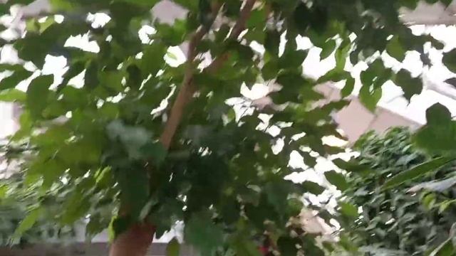 Отмечаем Масленицу. Часть 2. Оранжерея тропических и субтропических растений. смотреть онлайн