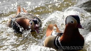 Самая Красивая-Удивительная Утка Мандаринка Считается в Китае Символом Любви и Верности