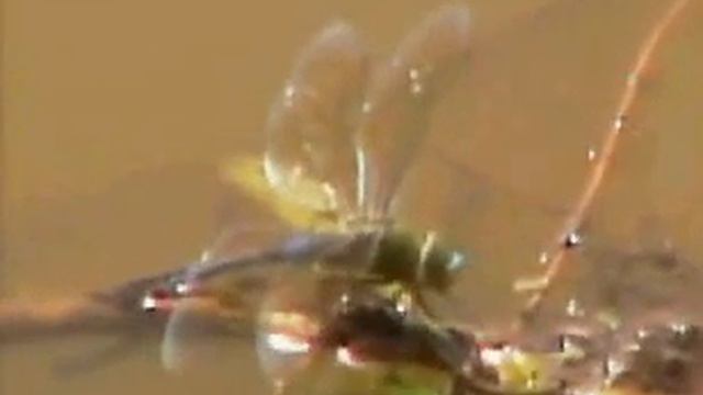 DragonFly Laying Eggs at Pete's Pond 10/11/2006 смотреть онлайн