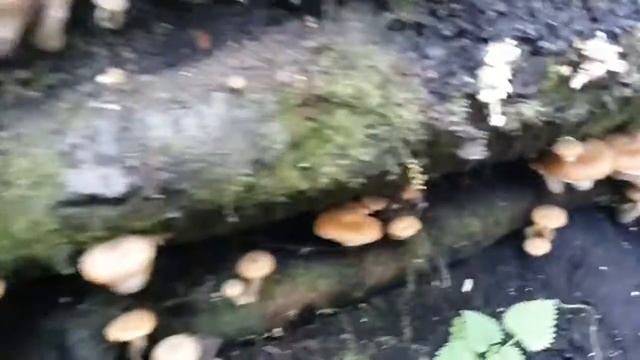 Отдых прямо на берегу обского моря. Гостевой дом Райское гнездышко. Караканский Бор. Осень. Опята. смотреть онлайн