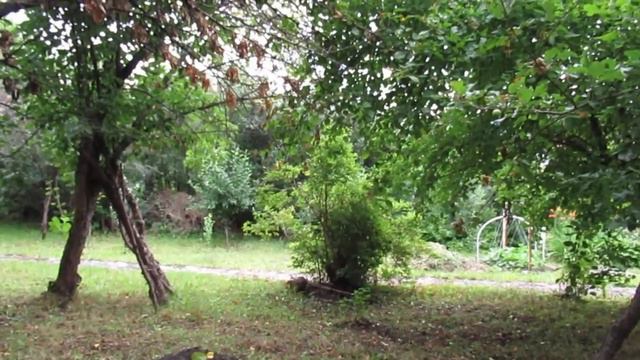 Любовь моя, моя беда... смотреть онлайн