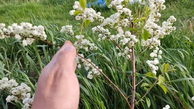 Спирея сливолистая махровая. Спірея сливолиста махрова. Spiraea prunifolia plena смотреть онлайн