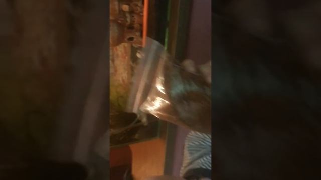 ВЛОГ.как  ухаживать за рыбками