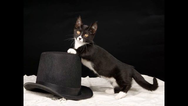 Animals and pets. Cats - Munchkin Cat Breed смотреть онлайн