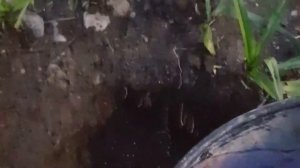 Как посадить магнолию Джени весной у себя дома