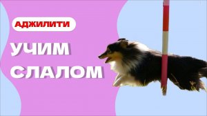 Учим с собакой СЛАЛОМ, змейку в аджилити, что такое слалом
