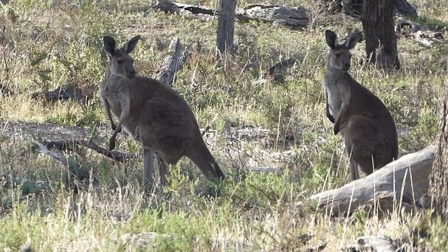 Western Grey Kangaroo, Macropus fuliginosus melanops, Wyperfeld NP, Vic Australia, 11 Mar 2022 (1/3 смотреть онлайн