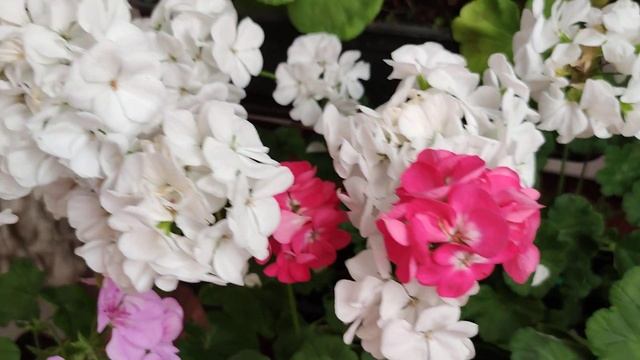 Аниме-Сериалы и Адаптации