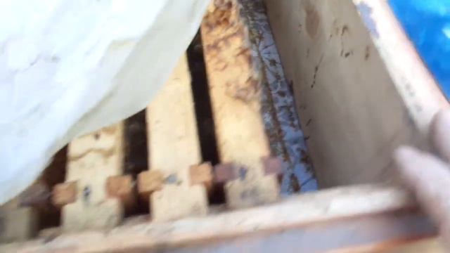 Сумская обл. ( Как создать такие условия, что бы при наличии матки, пчёлы потянули маточники?) смотреть онлайн