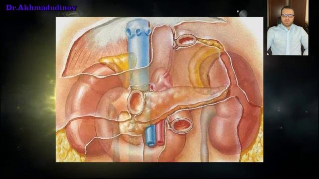Топография надпочечников (Ахмадудинов А.М.) смотреть онлайн