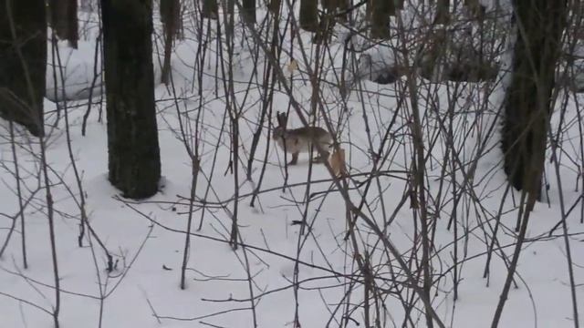 Заяц на прогулке :D смотреть онлайн