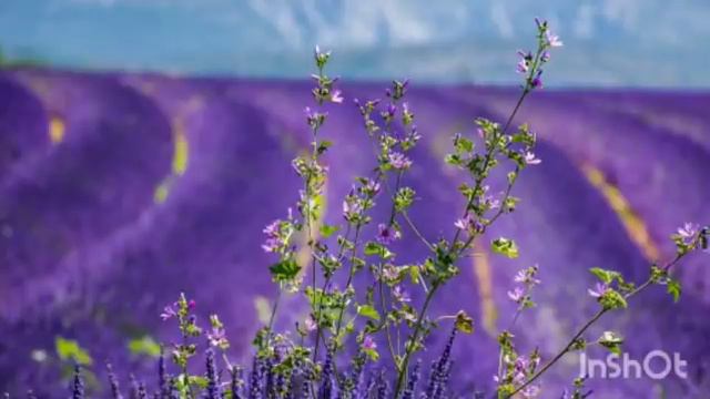 Женя Гейн: терпела бывшую, но мужа дала Вселенная. Елена Ланге: как жить дешево за чужой счет смотреть онлайн