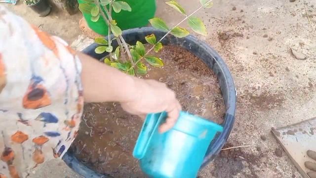 Cherry Plant In My Terrace Garden | Cherry Plant |Tanu's Gardening смотреть онлайн