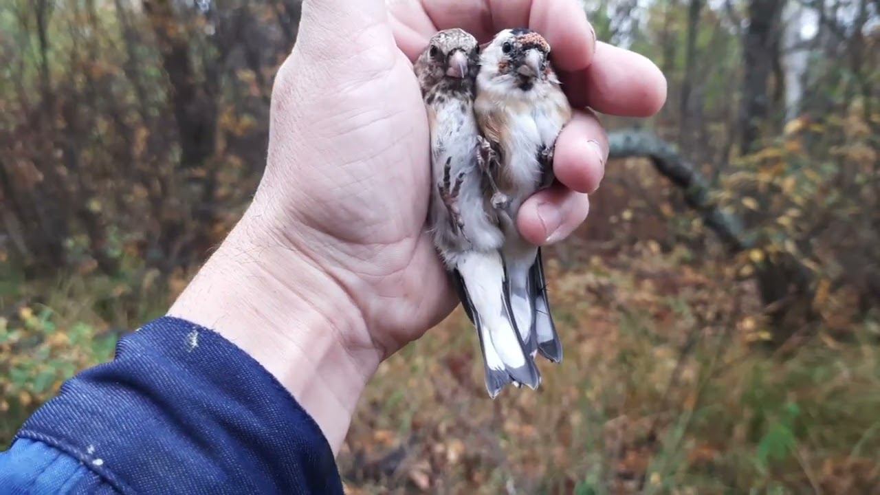 Ловля щеглов 24 сентября 2022 год. смотреть онлайн