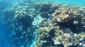 Отель NUBIAN ISLAND 5* - Пляж и коралловый риф самого популярного отеля Шарм Эль Шейха. Египет 2022