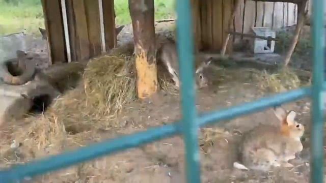 Пикник парк "Сосновый край" город Новый оскол смотреть онлайн