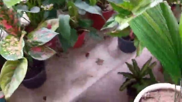 Viciado por Plantas Cactos e Suculentas смотреть онлайн