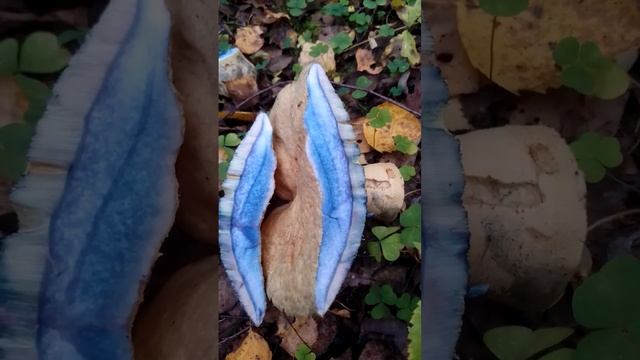 как синеет осиновый подосиновик смотреть онлайн