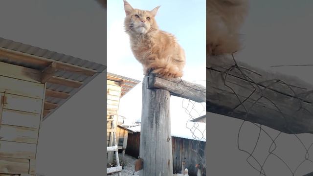 кот 😻 мейкун Красава брат песня есть такая 💋 смотреть онлайн