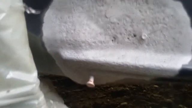 Оцинковка авто. OPEL CORSA - реставрация "жирного" очага на коробе . смотреть онлайн