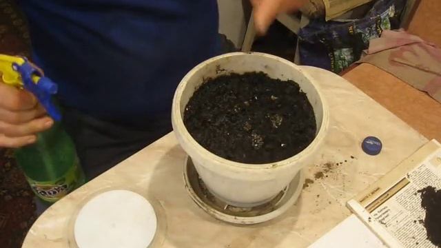 Эксперимент по посадке актинидии из семян