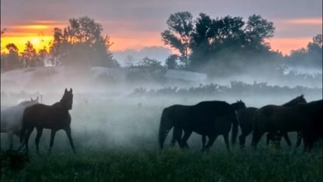 Казачья песня "Конь мой златогривый"-1 смотреть онлайн