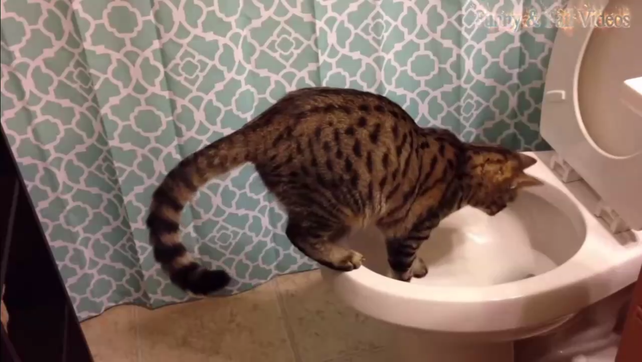 любопытные кошки в туалете смотреть онлайн