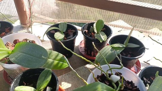 Orchid Tour part II. #phalaenopsis #vanda #cattleya. смотреть онлайн