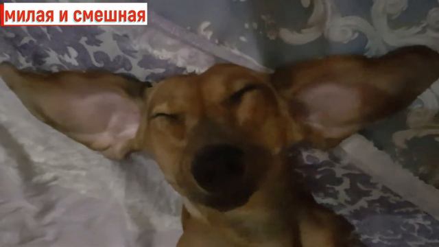 # СОБАКА БАРАБАКА# ??? смотреть онлайн