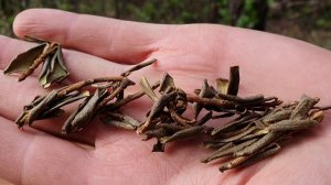 Саган Дайля