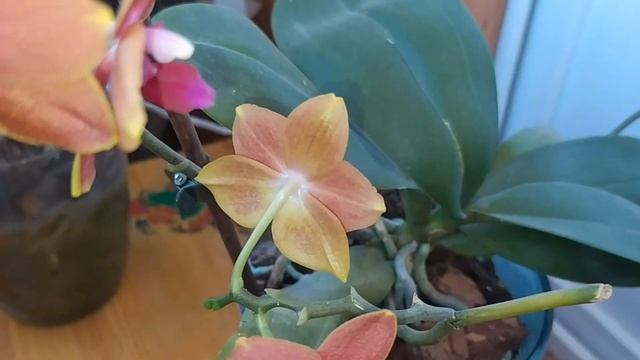 Цветение орхидей лето 2022 Распускается бабочка Good Fortune смотреть онлайн