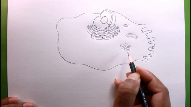 How TO Draw Animal Cell/Animal Cell Drawing смотреть онлайн