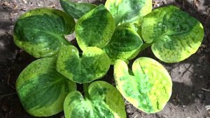 Hosta 'Brim Cup'