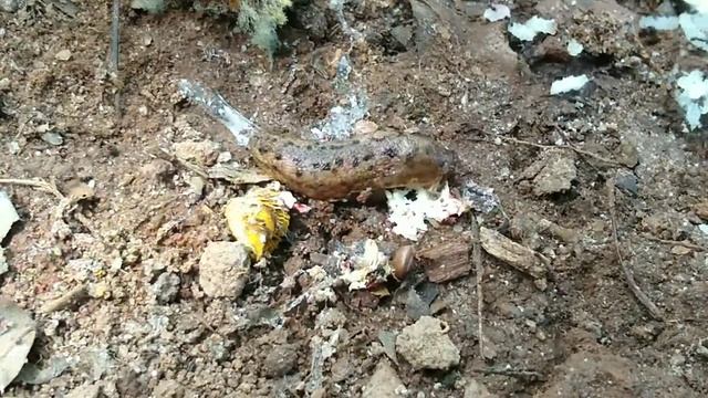 Slug eating mushroom at 64x speed смотреть онлайн