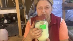 Чем и как подкармливать черенки хризантем