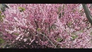 Красивая  японская песня!!!   Сакура цветет!!!