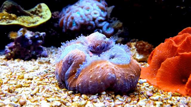 StarOcean - Timelapse - Lobophylia dinnertime in HD смотреть онлайн