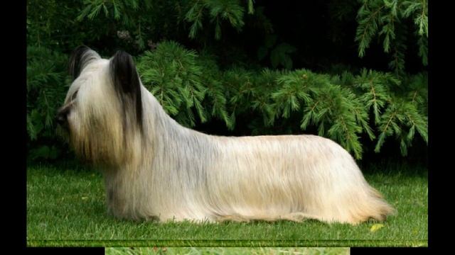 Породы Терьеры смотреть онлайн