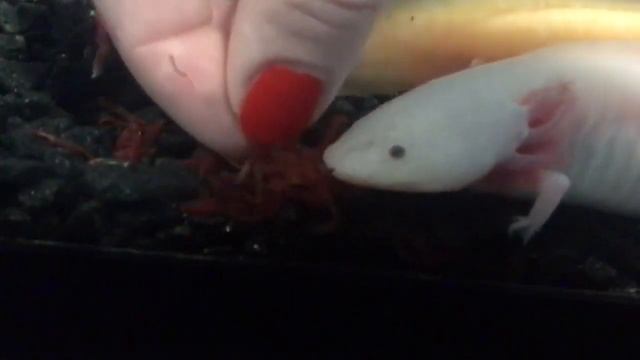 Аксолотль ест мотыля #аксолотль #axolotl