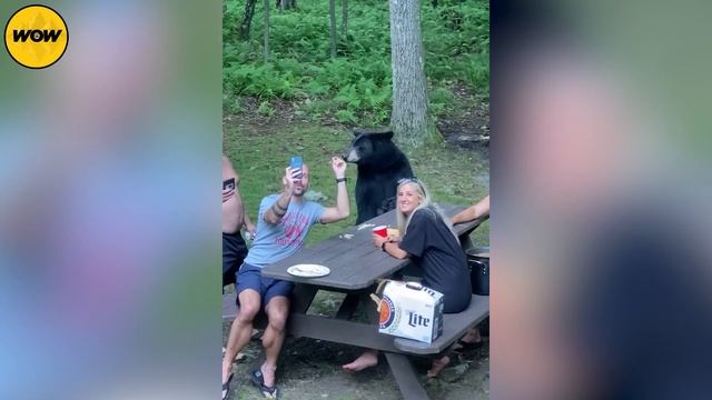 If You're Scared of Bears, Don't Watch This Video! смотреть онлайн