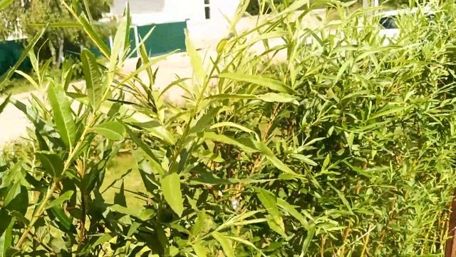Обзор изгороди из ивы, стрижка ивы и котики смотреть онлайн