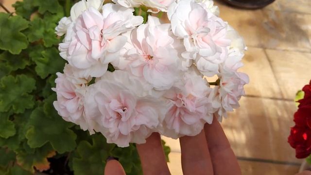 #588.Моя любимая пеларгония в белом цвете-ИВ Галина Уланова!