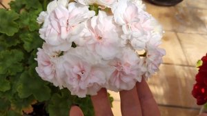 #588.Моя любимая пеларгония в белом цвете-ИВ Галина Уланова!