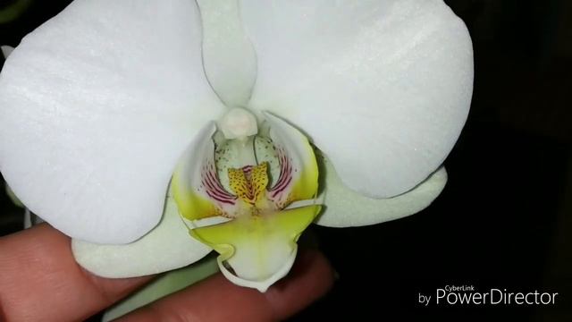 Два фаленопсиса белоснежных. Phal. Red Eyes & phal. Evrydika. смотреть онлайн