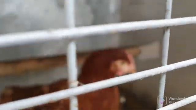 90. Обзор огорода 4 сотки. Гладиолусы посадил. Урожай собрал..mp4 смотреть онлайн