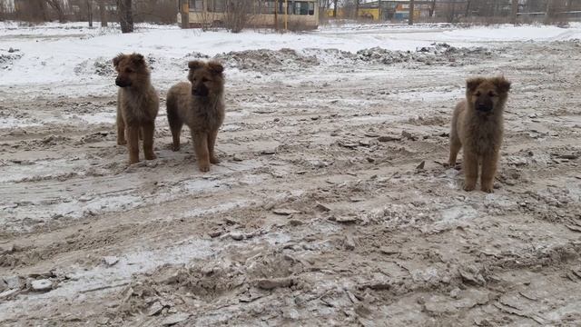 Щенки алобая и дворняги смотреть онлайн